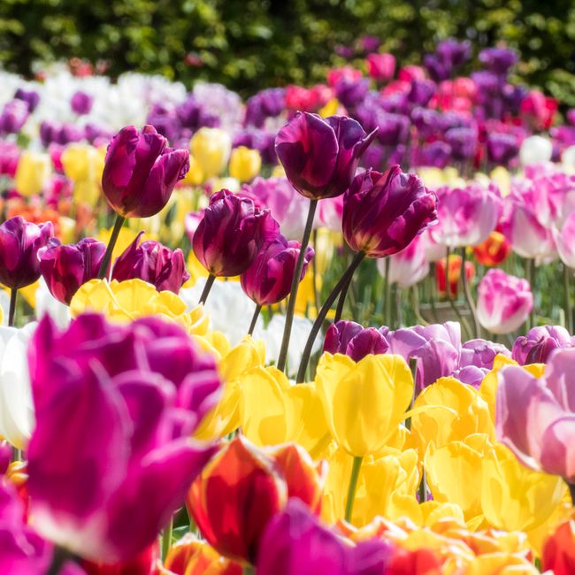 Pole barevných tulipánů