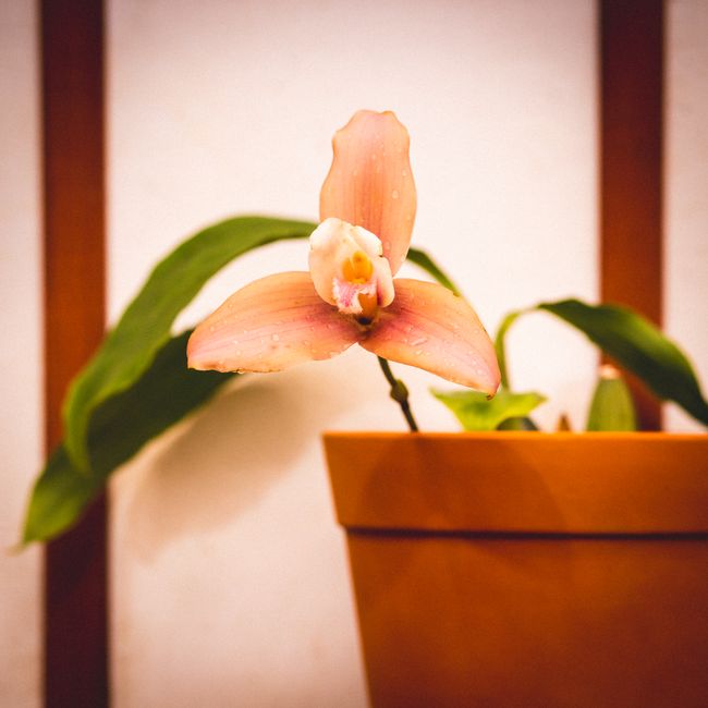 Orchidej Phalaenopsis v květináči