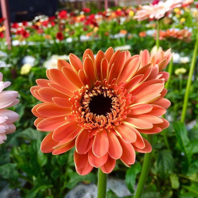 Kytice Veselá gerbera
